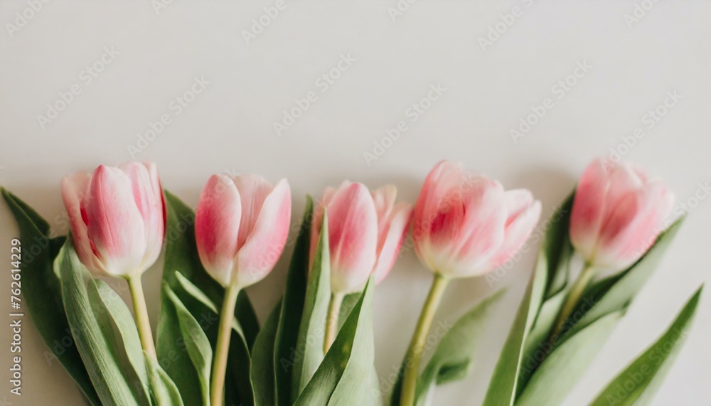 Fototapeta premium pink tulips on white background
