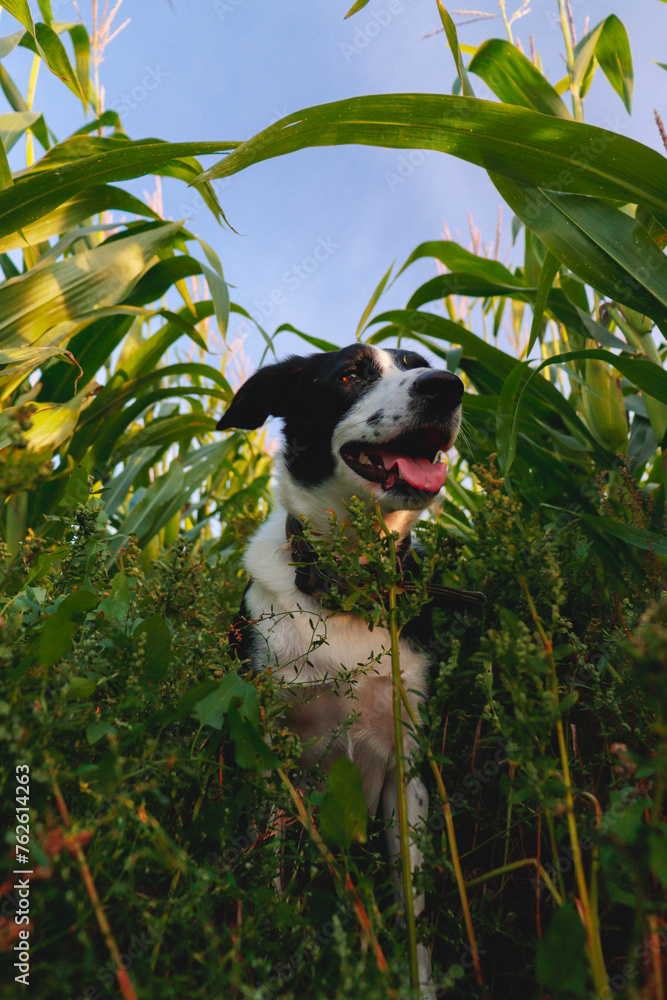 Portret psa rasy Border Collie w polu kukurydzy - obrazy, fototapety, plakaty 