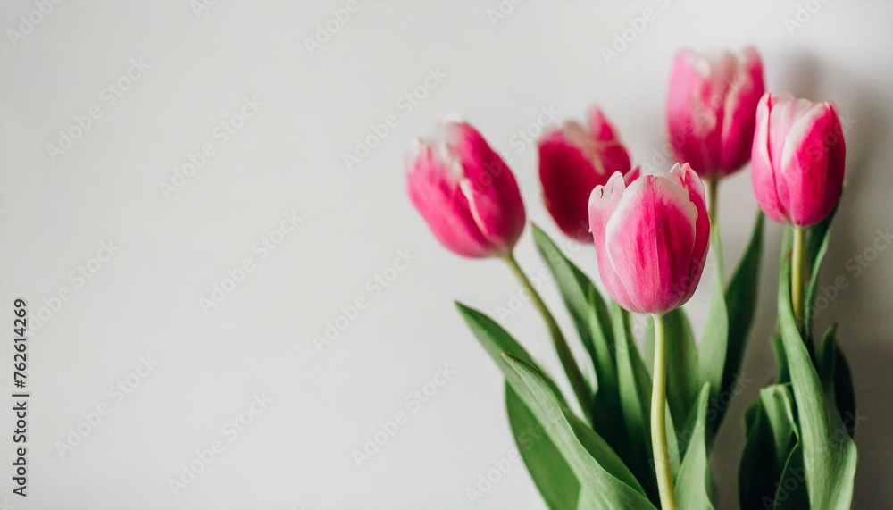 pink tulips on white background
