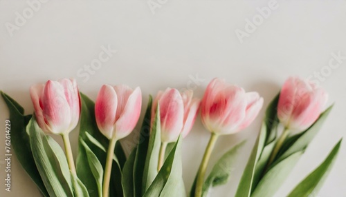 pink tulips on white background #762614229