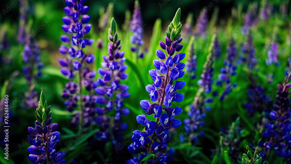 Serenade of Spring: The Purple Lupine Symphony Serenade of Spring: The Purple Lupine Symphony