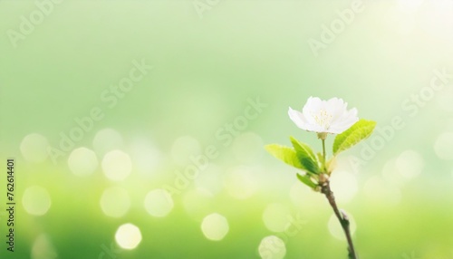 Spring background  abstract banner green blurred bokeh lights photo