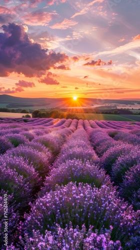 The sun is setting low in the sky  casting a warm glow over a vast lavender field. The purple flowers stretch out as far as the eye can see  creating a stunning contrast against the orange and pink hu