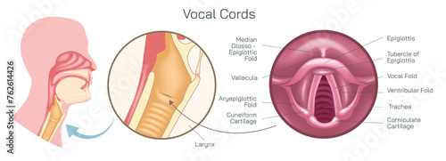 the vocal cords, or vocal folds, are two muscular bands inside the throat or voice box that produce the sound of your voice vector illustration. Closed and open folds. they help breathe and swallow. photo