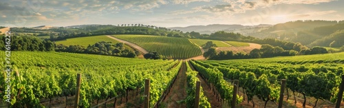 A vineyard stands out in the middle of a vast, green field, with rows of grapevines extending into the distance under a clear sky.