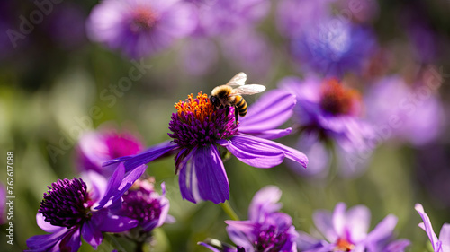 Garden Wonders: A Bee's Springtime Dance Amongst Purple Petals