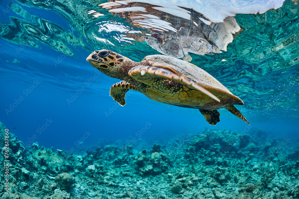 Obraz premium Hawksbill sea turtle swimming in blue lagoon