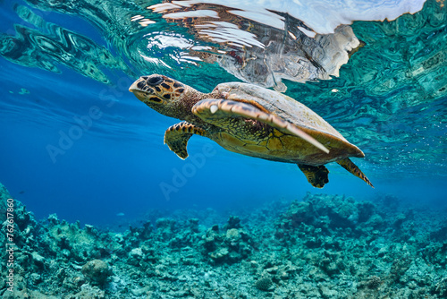 Fototapeta Naklejka Na Ścianę i Meble -  Hawksbill sea turtle swimming in blue lagoon