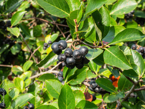 Canvas-taulu Big, ripe aronia (chokeberries) berries growing and maturing in clusters on a sh