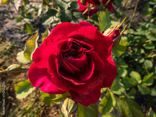 'Darcey Bussell' English Shrub Rose Bred By David Austin in deep, rich crimson-pink, taking on a tinge of mauve just before the petals drop growing in garden in summer photo