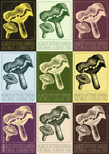 Set of vector drawing AGARICUS LACTIFLUUS FLEXUOSUS in various colors. Hand drawn illustration. The Latin name is LACTARIUS FLEXUOSUS PERS. photo