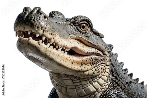 grande reptil cocodrilo aislado © Jonhy