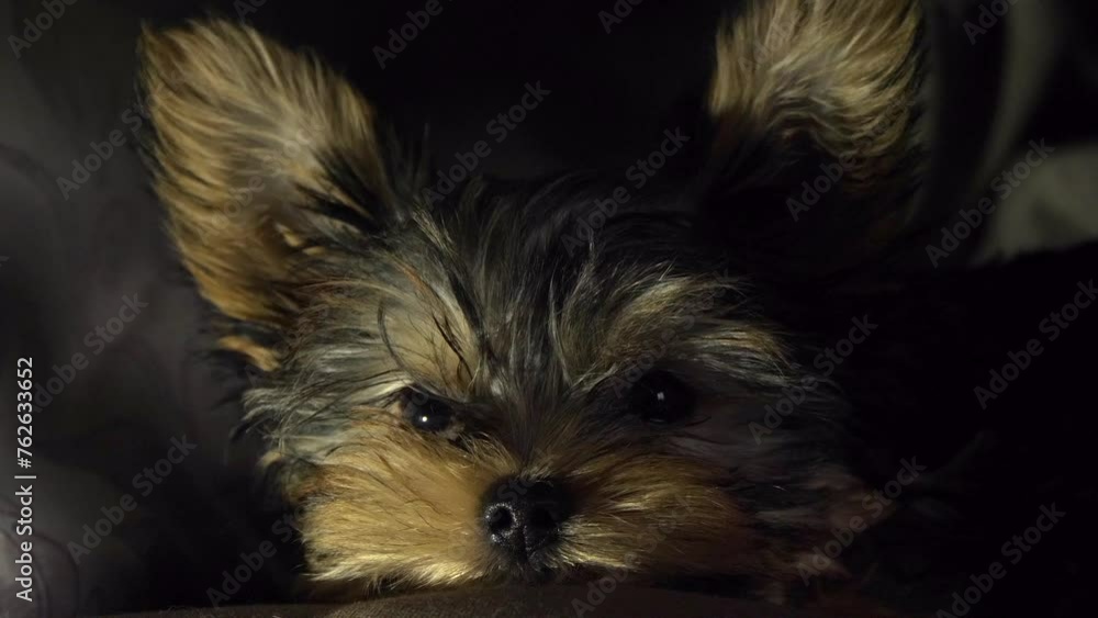 A Small Yorkshire Terrier Dog At Night A Small Yorkshire Terrier Dog At Night