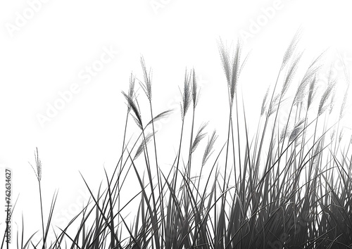 Dried stalk of grass and clear evening sky