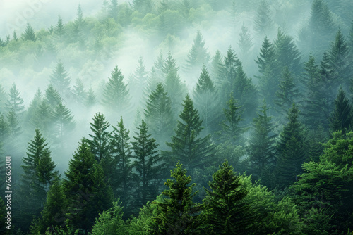 Mist-Enshrouded Evergreen Forest