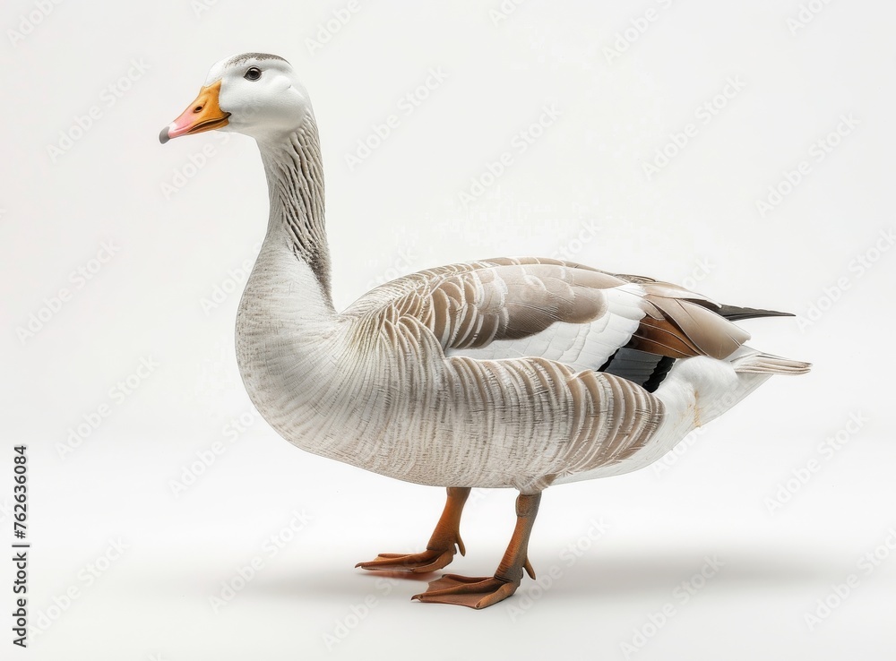 pitching duck on white background isolated pitching duck on white background isolated