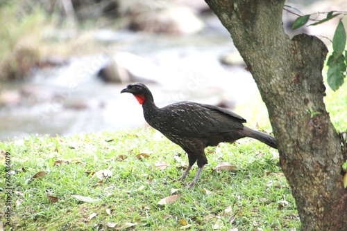 ave jacu - Penelope jacquacu 