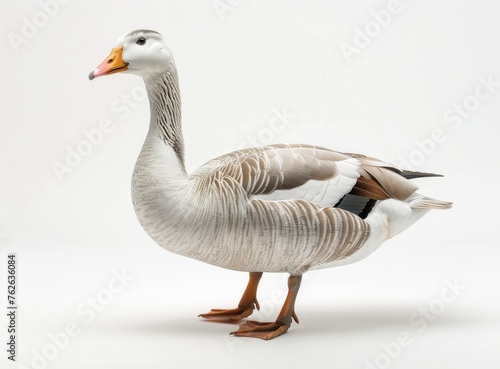 pitching duck on white background isolated