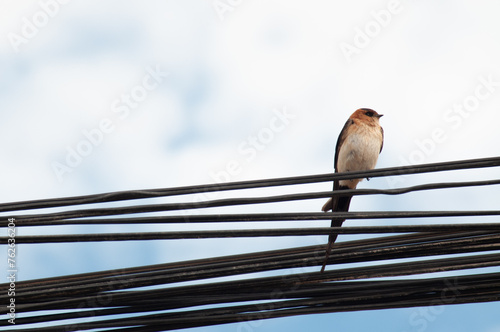 Barn Swallow on a light cable