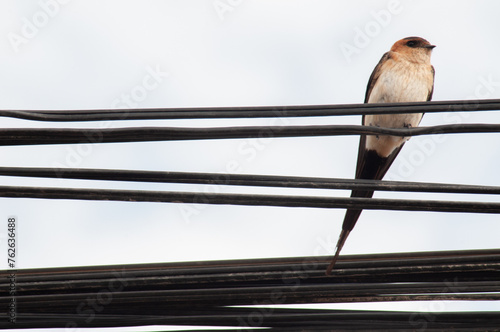 Barn Swallow on a light cable
