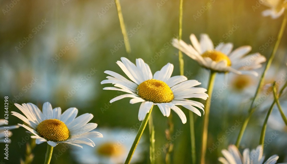 daisies on a spring meadow at dusk