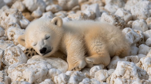  A sleeping polar bear on white rocks, with closed eyes