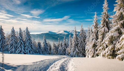 fascinating winter landscape of nature with fir trees covered with snow