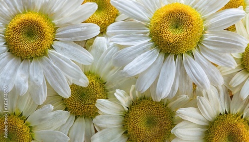 close up background of chamomile flowers