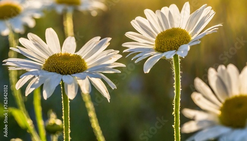 backlit by sunlight daisy stalks closeup