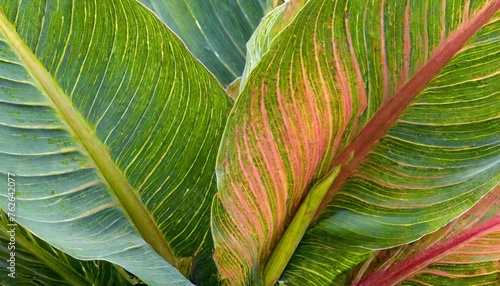 beautiful leaves canna a considerable quantity of leaves of a canna create a picture with a variety of paints and lines