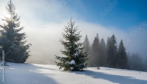 spruce trees among the morning fog in winter beautiful nature in cold season moody dramatic weather