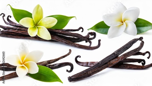 set with vanilla pods and flowers isolated on the white background collection of vanilla orhid flowers and vanilla sticks