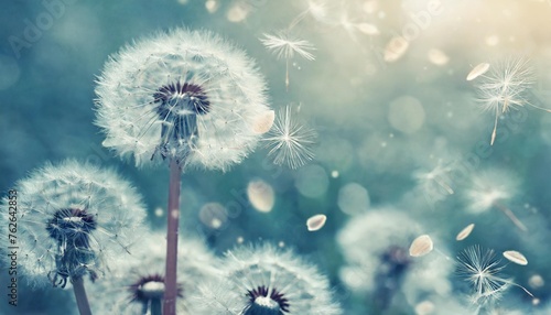 dreamy dandelions blowball flowers seeds fly in the wind against sunlight vintage dusty blue pastel toned macro soft focus image of spring nature greeting card background