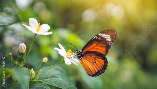 closeup of orange and black butterfly with white flower on blurred green leaf background under sunlight with copy space using as background natural flora insect ecology cover page concept © Faith