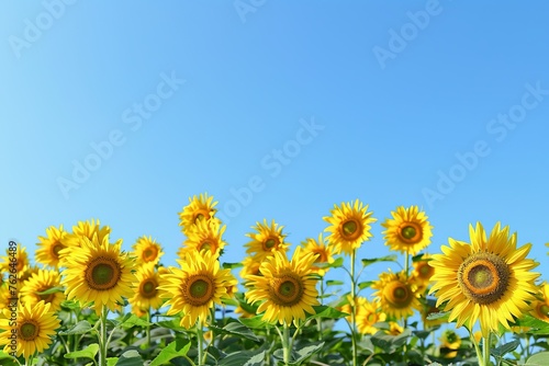 A field of vibrant sunflowers basking under the sun  with a clear blue sky providing a perfect backdrop to their golden hues.