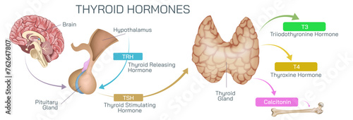The thyroid gland releases triiodothyronine T3 and thyroxine T4. These hormones regulates body weight, energy levels, internal temperature, skin, hair, growth, metabolism vector illustration. photo