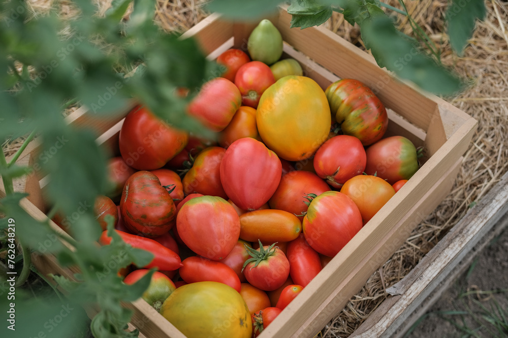 A wooden box filled with freshly picked tomatoes in a variety of colors and shapes showcases a natural and agricultural aesthetic