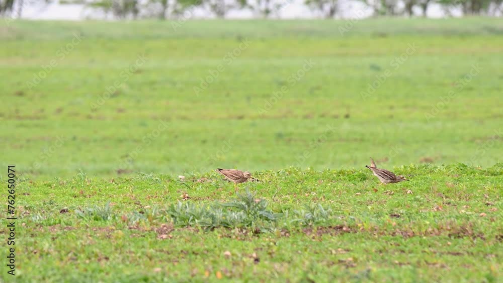 Eurasian stone-curlew, Eurasian thick-knee Burhinus oedicnemus. Two birds are walking in the field. Eurasian stone-curlew, Eurasian thick-knee Burhinus oedicnemus. Two birds are walking in the field.