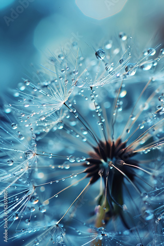 Dandelion with water drops close-up. Nature background ,Dandelion Seeds in droplets of water on blue and turquoise beautiful background with soft focus in nature macro. Drops of dew sparkle on dandel 