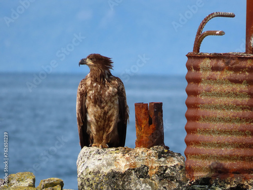 Juvenile bald eagle beside convergence marker sign