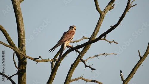 Common Kestrel, Falco tinnunculus, little bird of prey. A bird sits on a tree branch, looks around and flies away. photo