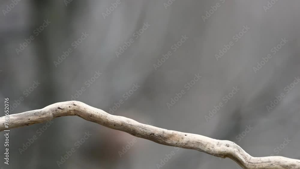 Great tit Parus major in the wild. Songbird great tit sits on a stick and flies away. Slow motion. Great tit Parus major in the wild. Songbird great tit sits on a stick and flies away. Slow motion.