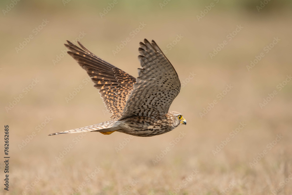 Obraz premium Portrait of common Kestrel