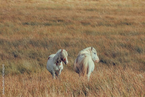 horse in the field