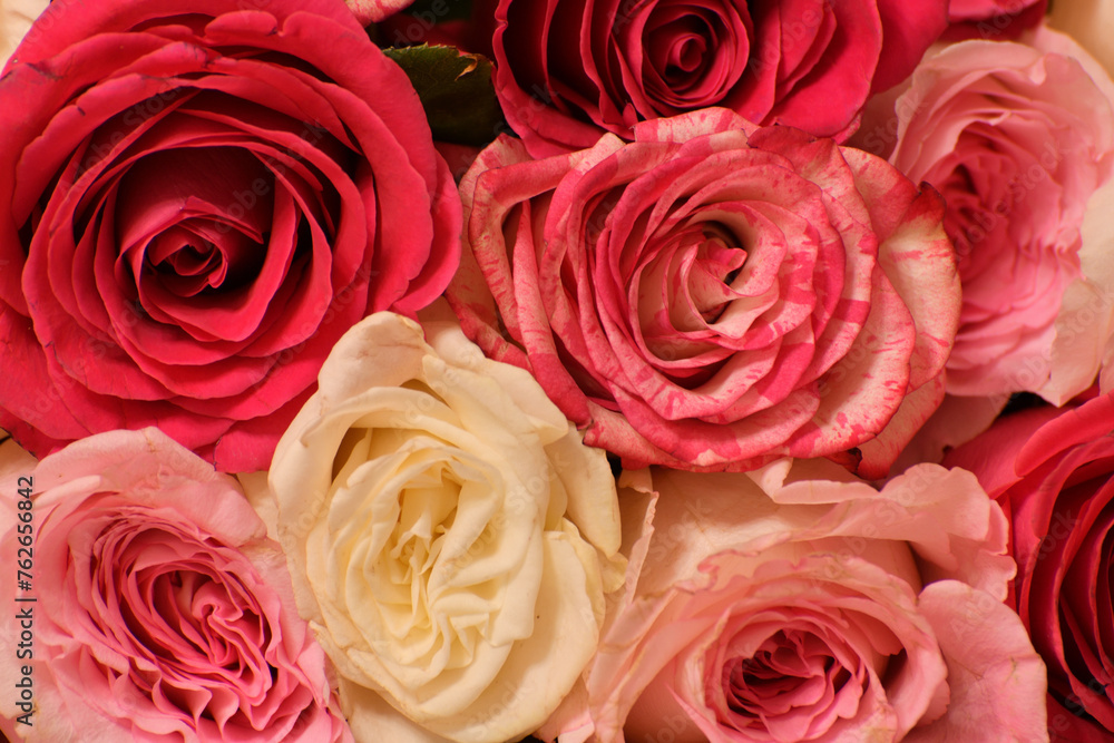 The background of pink and yellow roses The background of pink and yellow roses