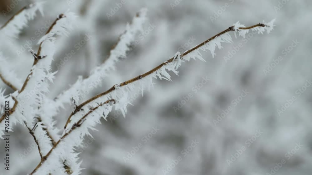 A close-up shot of tree branches covered with hoarfrost swaying in the wind on a frosty winter day. Snow -covered branches. A close-up shot of tree branches covered with hoarfrost swaying in the wind on a frosty winter day. Snow -covered branches.