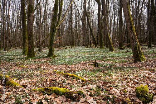 Beautiful forest landscape in spring with blooming wild wood anemone flowers (Anemonoides nemorosa). Springtime in  Ile-de-France, France.  Nature beauty background. Environment conservation, ecology  © Elena Dijour