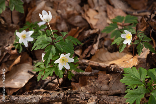 Wild wood anemone flowers (Anemonoides nemorosa) blooming in forest at spring. Springtime in  Ile-de-France, France. Selective focus. © Elena Dijour