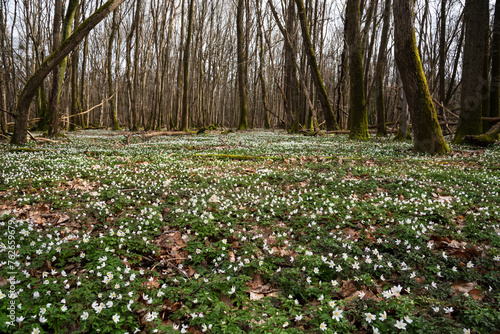Beautiful forest landscape in spring with blooming wild wood anemone flowers (Anemonoides nemorosa). Springtime in Ile-de-France, France. Nature beauty background. Environment conservation, ecology 