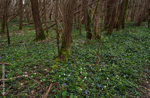 Beautiful forest landscape in spring with blooming wild wood anemone and small periwinkle flowers. Springtime in  Ile-de-France, France.  Nature beauty background. Environment conservation, ecology  © Elena Dijour
